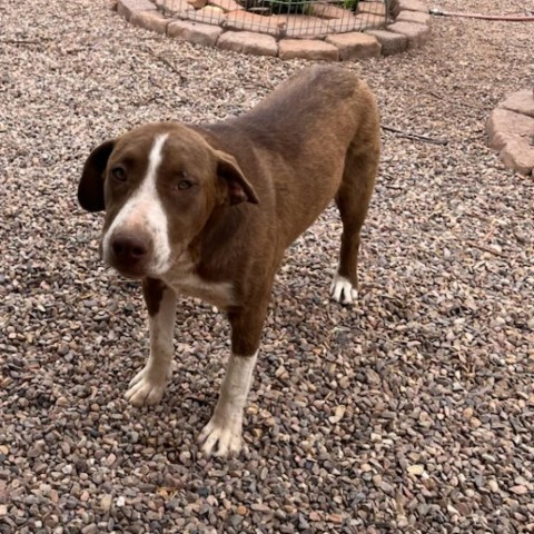 Ledger, an adoptable Anatolian Shepherd, Mixed Breed in Show Low, AZ, 85901 | Photo Image 1