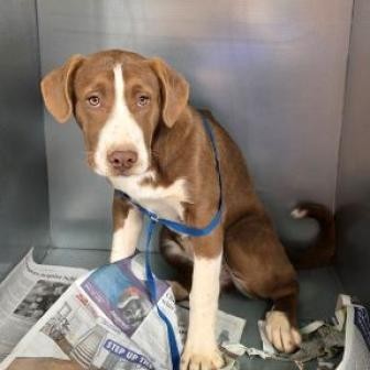 Ledger, an adoptable Anatolian Shepherd, Mixed Breed in Show Low, AZ, 85901 | Photo Image 2