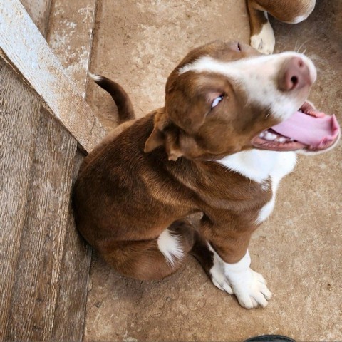 Ledger, an adoptable Anatolian Shepherd, Mixed Breed in Show Low, AZ, 85901 | Photo Image 3