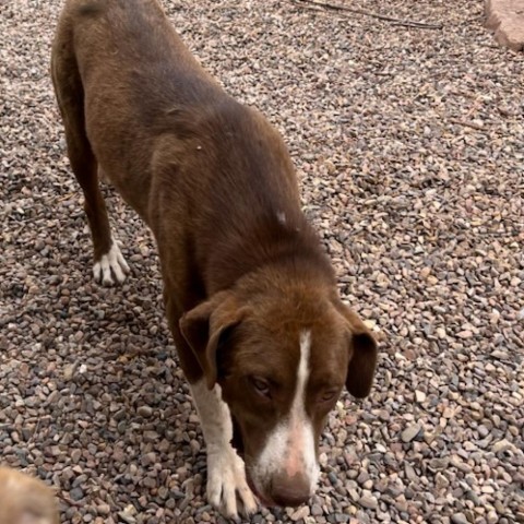 Ledger, an adoptable Anatolian Shepherd, Mixed Breed in Show Low, AZ, 85901 | Photo Image 4