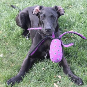 Myrtle - AVAILABLE Great Dane Dog