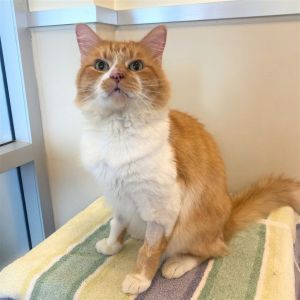 Video Available Hello I am Mufasa I am a six year old large sized domestic medium haired neute