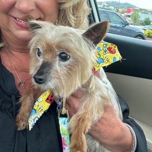 Meet Boot - a sweet 65 year old male Yorkie mix Was it his glamour shots th