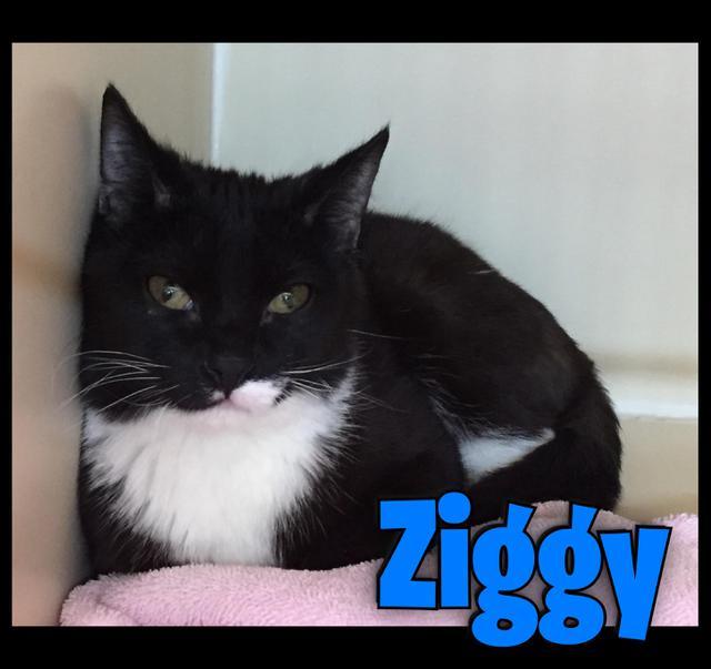 Ziggy, an adoptable Domestic Short Hair in Sandy, UT, 84070 | Photo Image 1