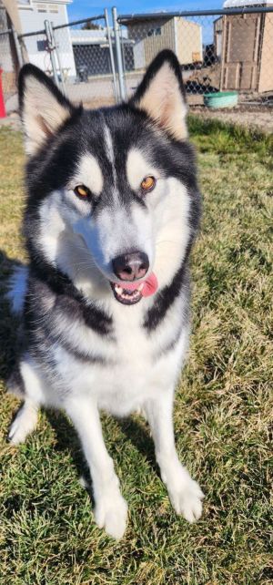 MAX (Courtesy Listing) Alaskan Malamute Dog