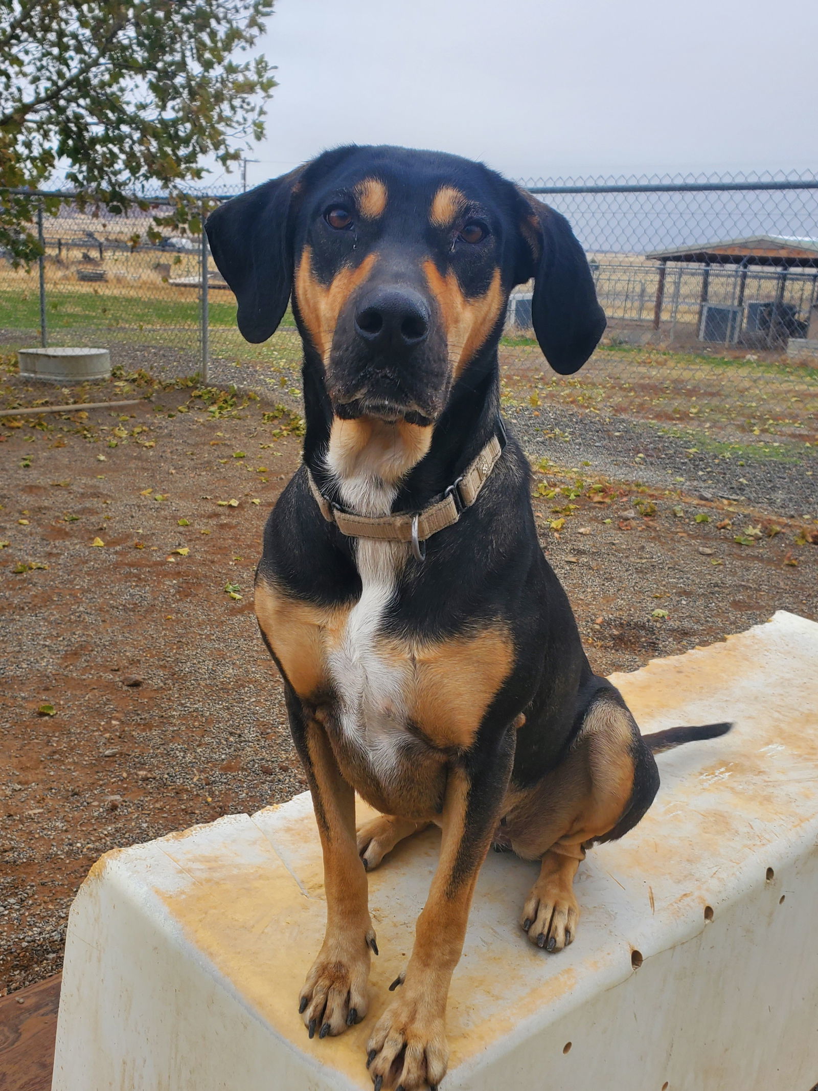 Khloe, an adoptable Coonhound in Yreka, CA, 96097 | Photo Image 1