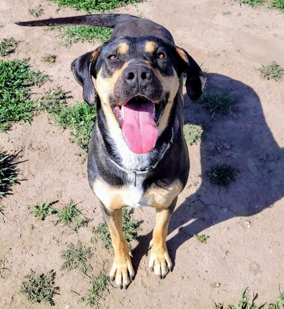 Khloe, an adoptable Coonhound in Yreka, CA, 96097 | Photo Image 1