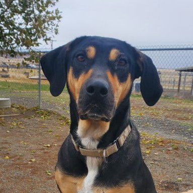 Khloe, an adoptable Coonhound in Yreka, CA, 96097 | Photo Image 2