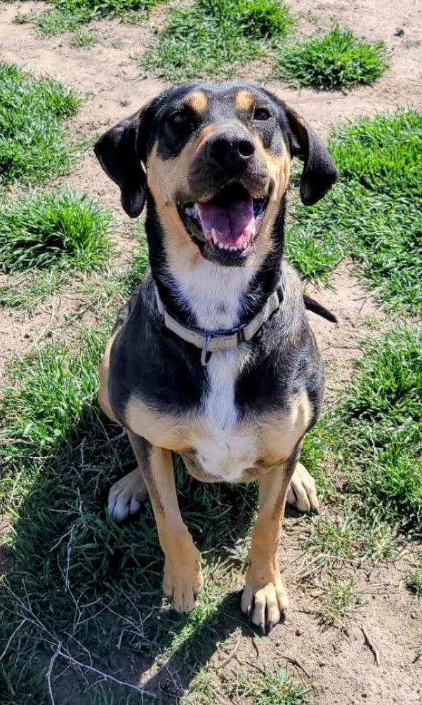 Khloe, an adoptable Coonhound in Yreka, CA, 96097 | Photo Image 3