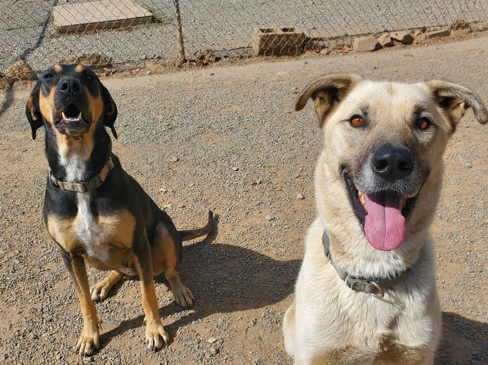 Khloe, an adoptable Coonhound in Yreka, CA, 96097 | Photo Image 3