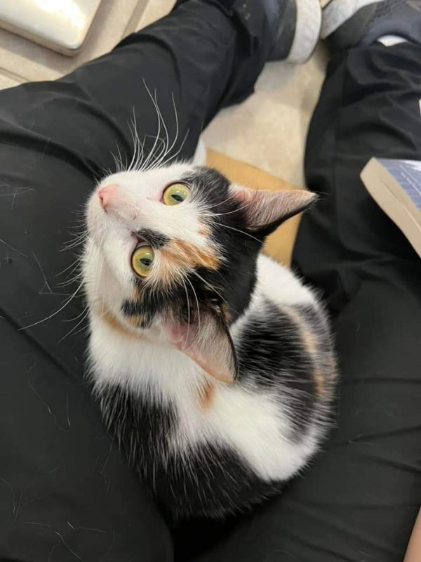 Gigi
