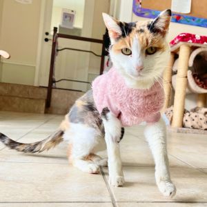 Im Mochi a charming 13-year-old calico queen of cuddles Ive been told Ive got a stunning coat--