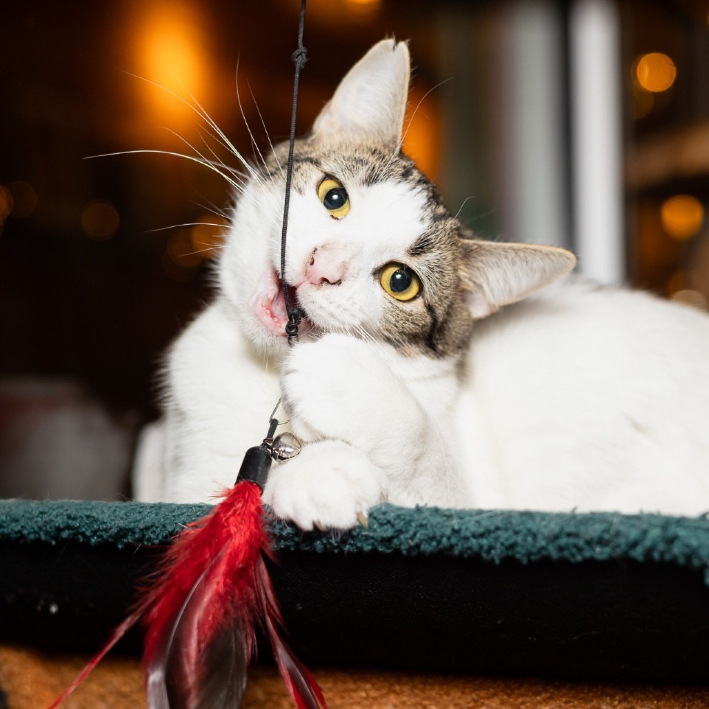 Cara, an adoptable Domestic Short Hair in Evansville, IN, 47710 | Photo Image 1