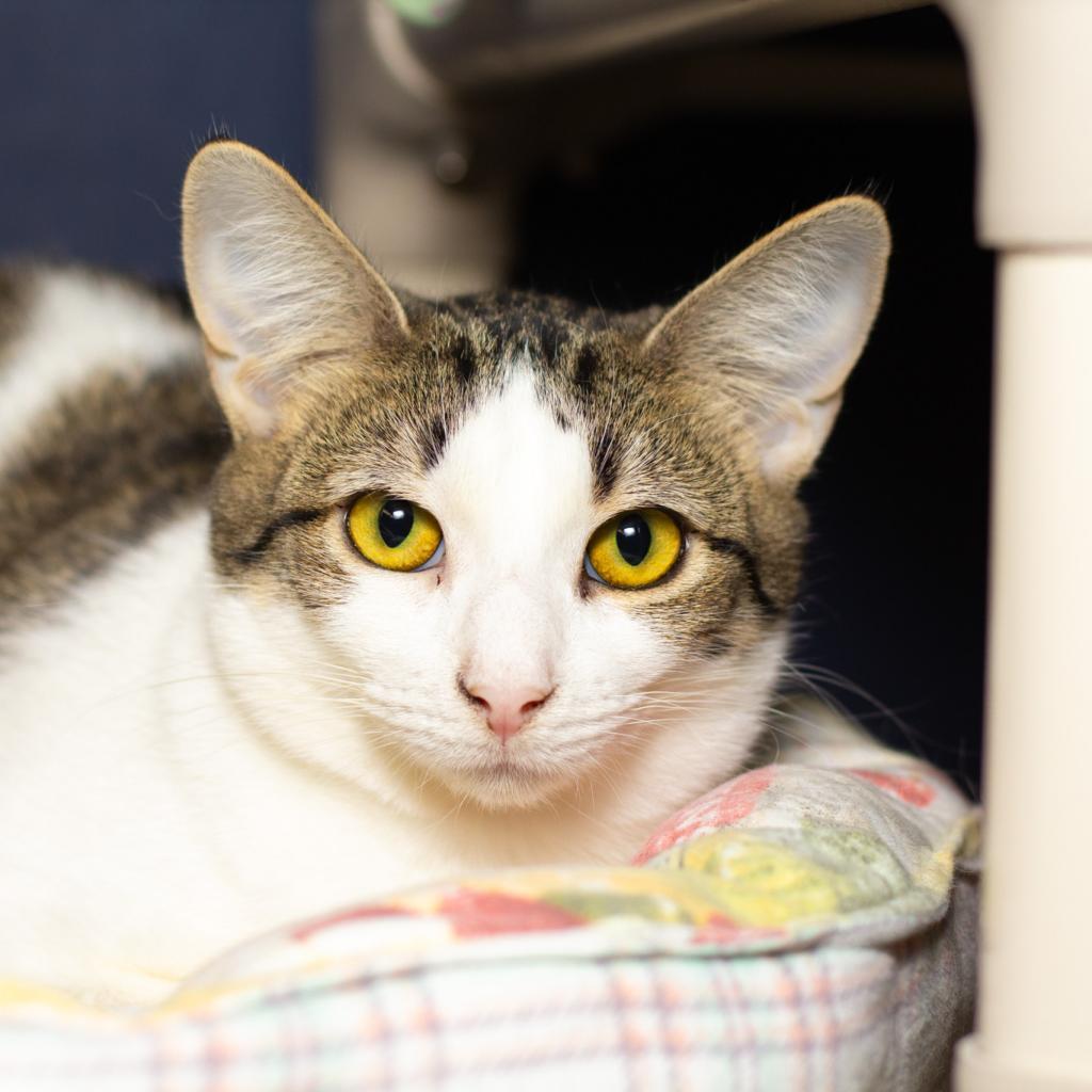 Cara, an adoptable Domestic Short Hair in Evansville, IN, 47710 | Photo Image 2