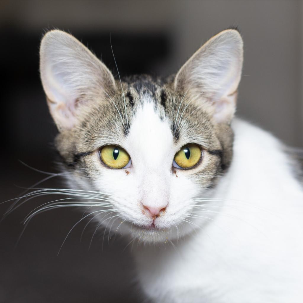 Cara, an adoptable Domestic Short Hair in Evansville, IN, 47710 | Photo Image 3