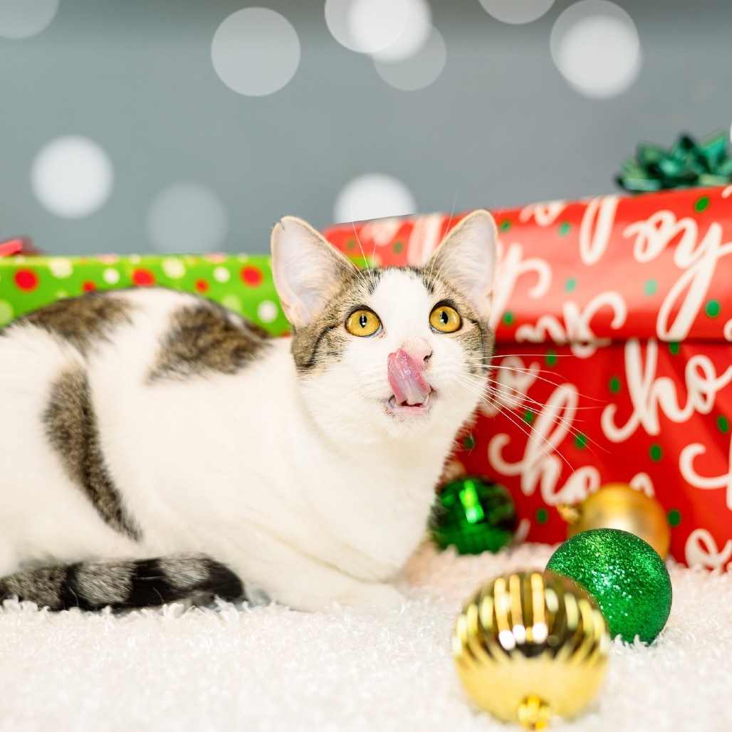 Cara, an adoptable Domestic Short Hair in Evansville, IN, 47710 | Photo Image 4