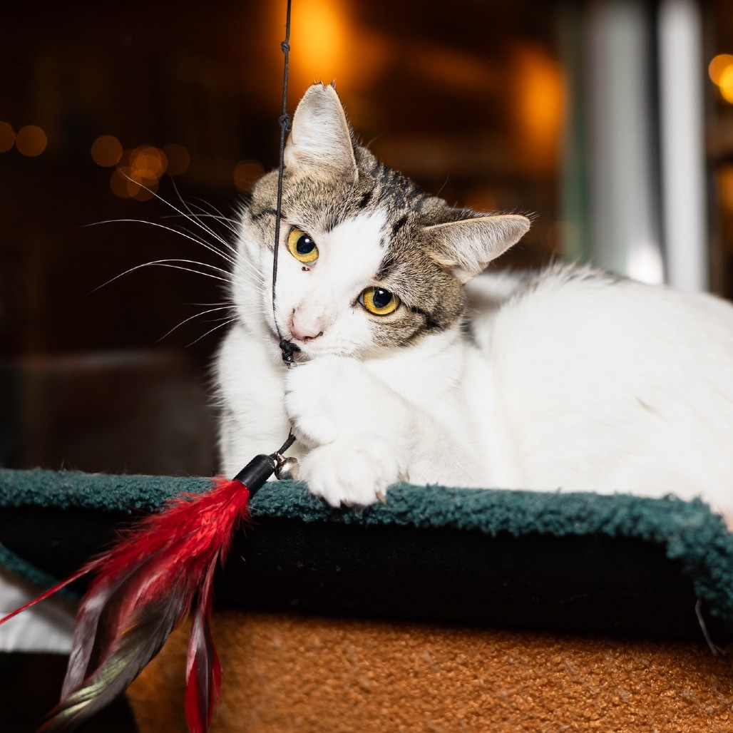 Cara, an adoptable Domestic Short Hair in Evansville, IN, 47710 | Photo Image 5