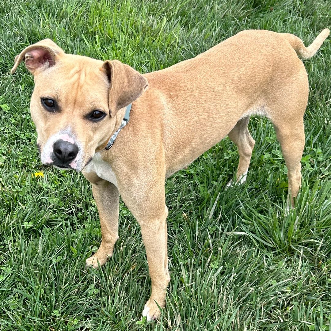 Maybelle, an adoptable Black Mouth Cur, Whippet in Norwood, OH, 45212 | Photo Image 2