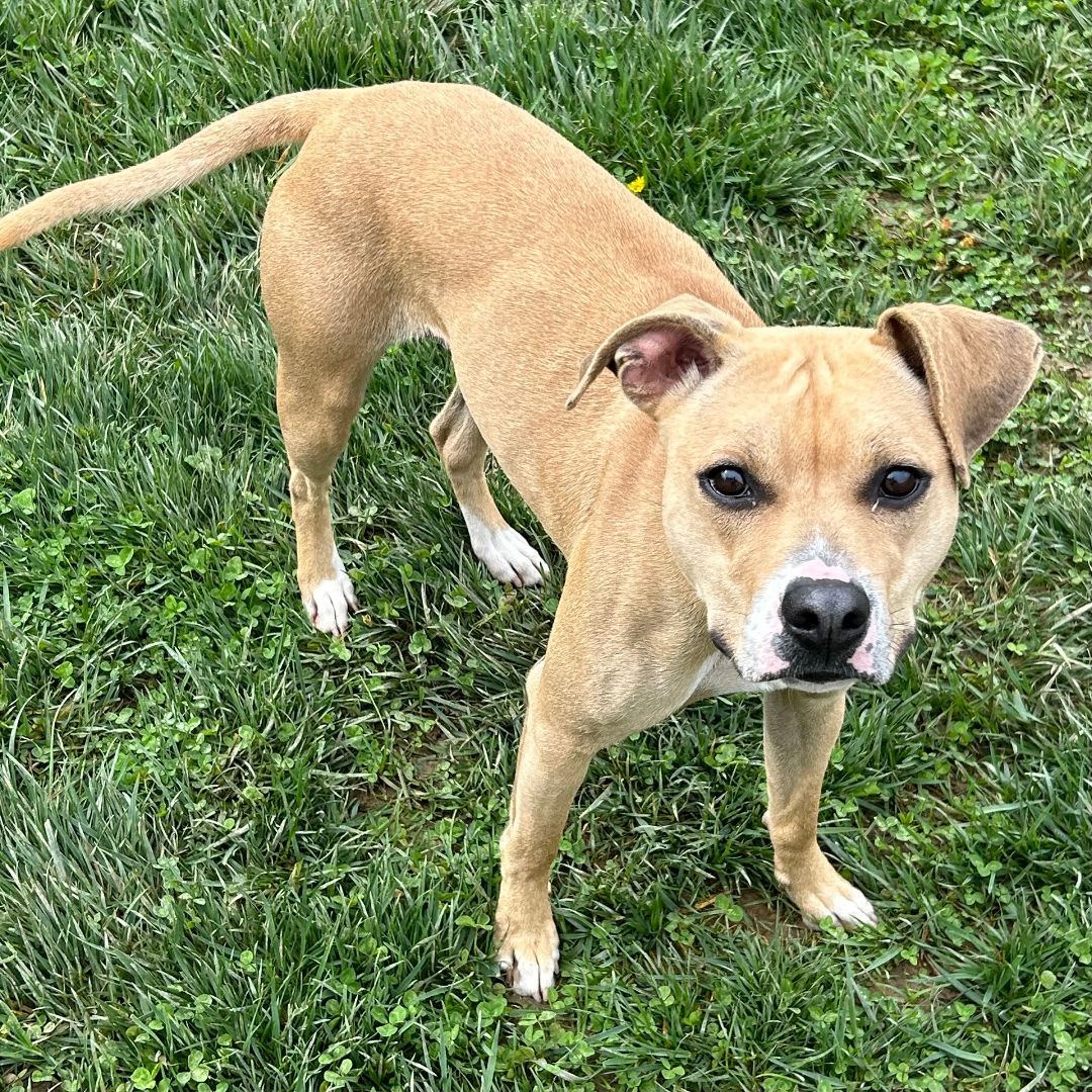 Maybelle, an adoptable Black Mouth Cur, Whippet in Norwood, OH, 45212 | Photo Image 2