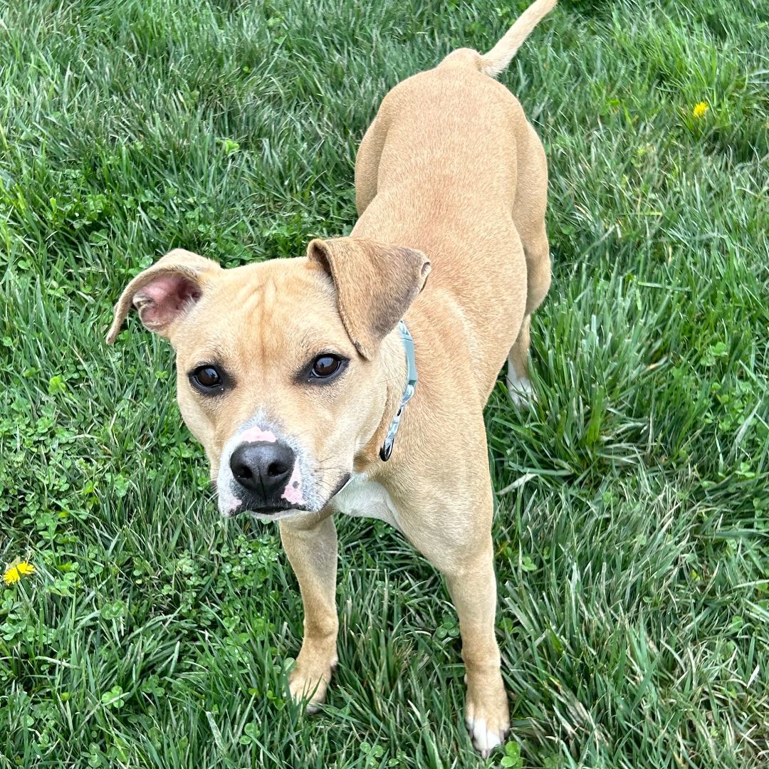 Maybelle, an adoptable Black Mouth Cur, Whippet in Norwood, OH, 45212 | Photo Image 3