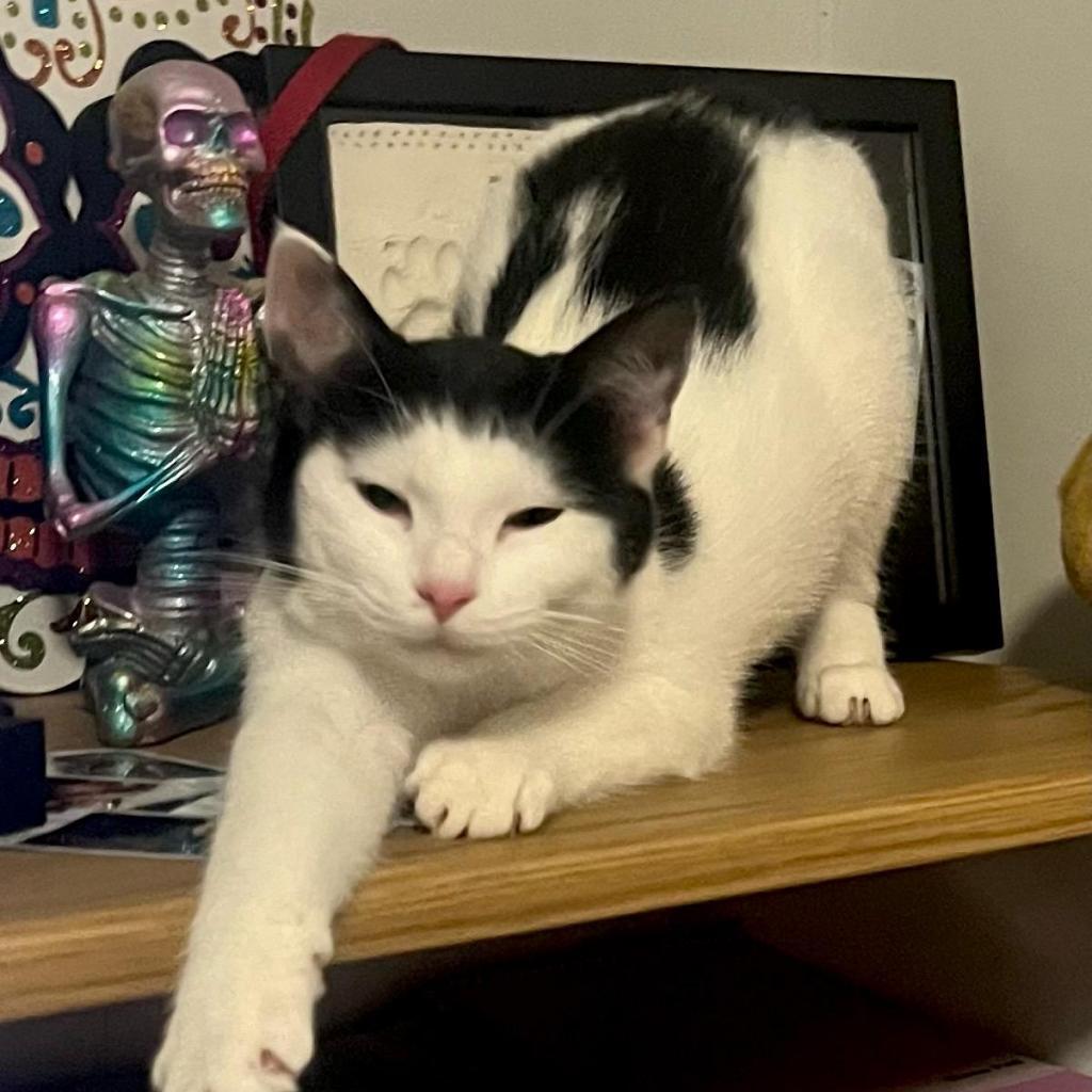 Peter, an adoptable Domestic Short Hair in Hinesville, GA, 31313 | Photo Image 1