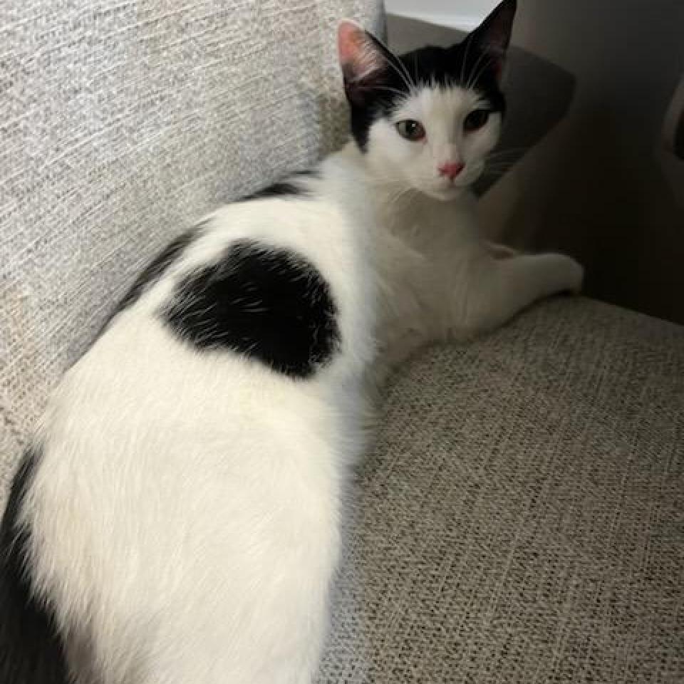 Peter, an adoptable Domestic Short Hair in Hinesville, GA, 31313 | Photo Image 2