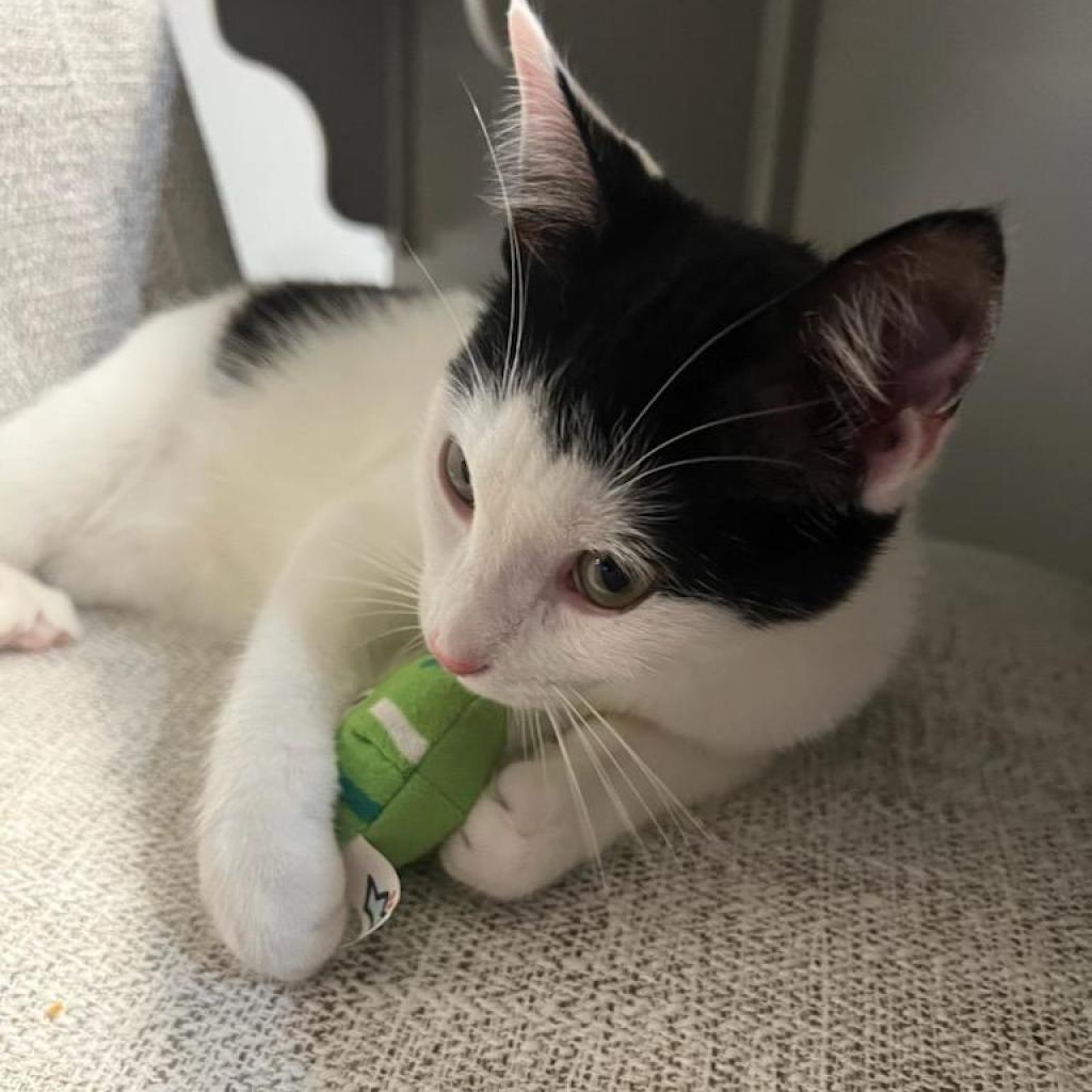 Peter, an adoptable Domestic Short Hair in Hinesville, GA, 31313 | Photo Image 3