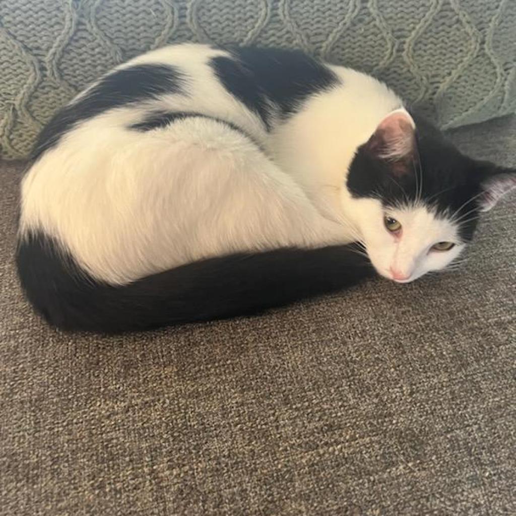 Peter, an adoptable Domestic Short Hair in Hinesville, GA, 31313 | Photo Image 4