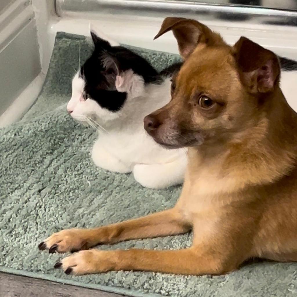 Peter, an adoptable Domestic Short Hair in Hinesville, GA, 31313 | Photo Image 5