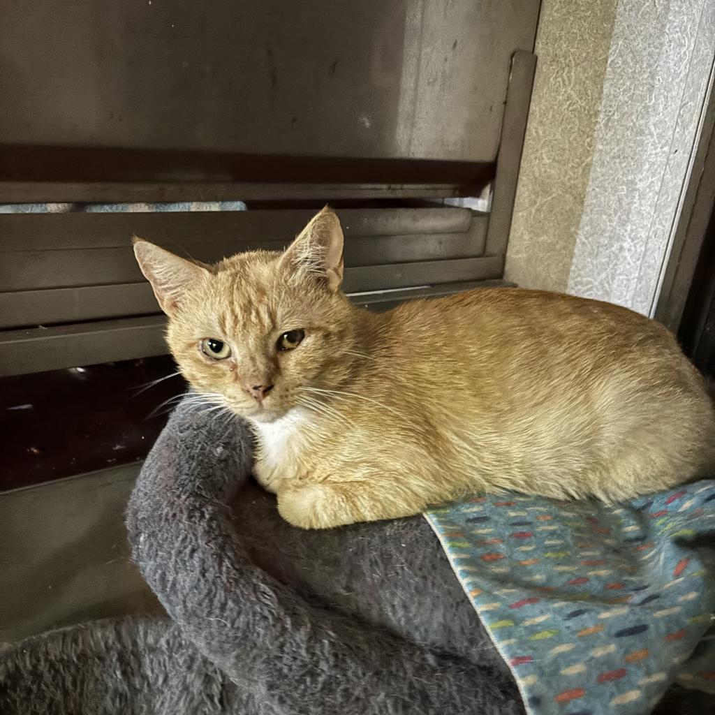 Kiwi, an adoptable Domestic Short Hair in Hinesville, GA, 31313 | Photo Image 1