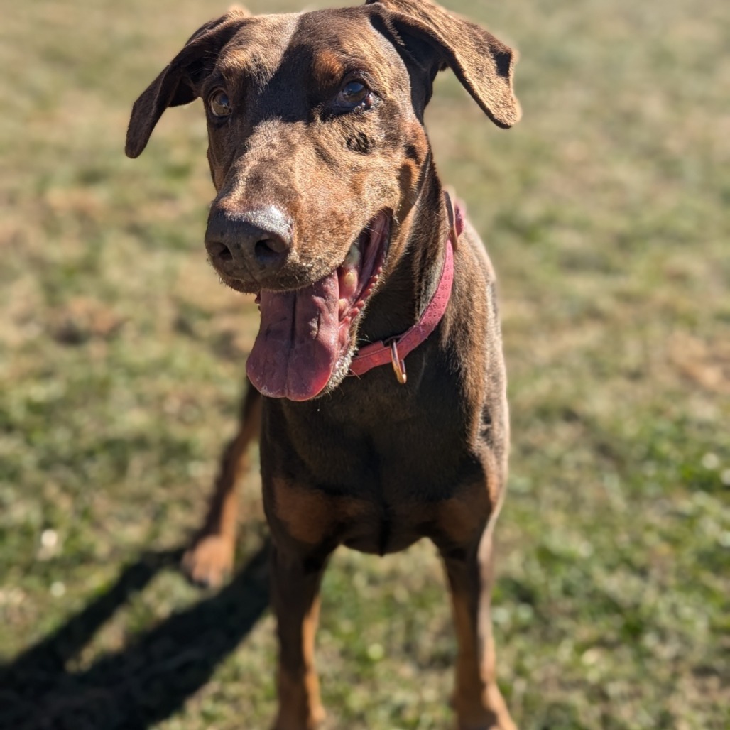 7801 Rosie - I'm a SSNAP Dog, an adoptable Doberman Pinscher in Sandown, NH, 03873 | Photo Image 1