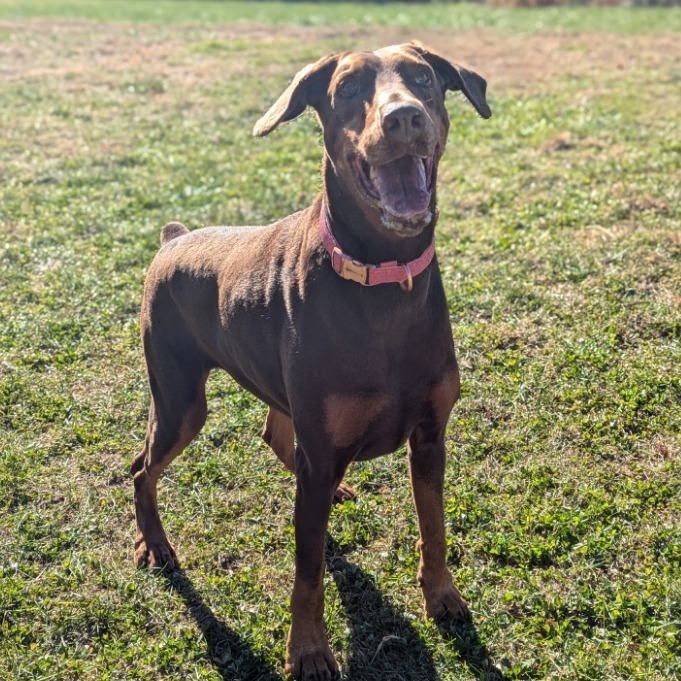 7801 Rosie - I'm a SSNAP Dog