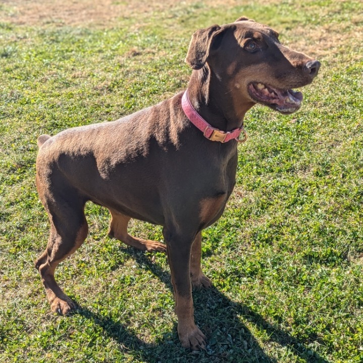 7801 Rosie - I'm a SSNAP Dog, an adoptable Doberman Pinscher in Sandown, NH, 03873 | Photo Image 3