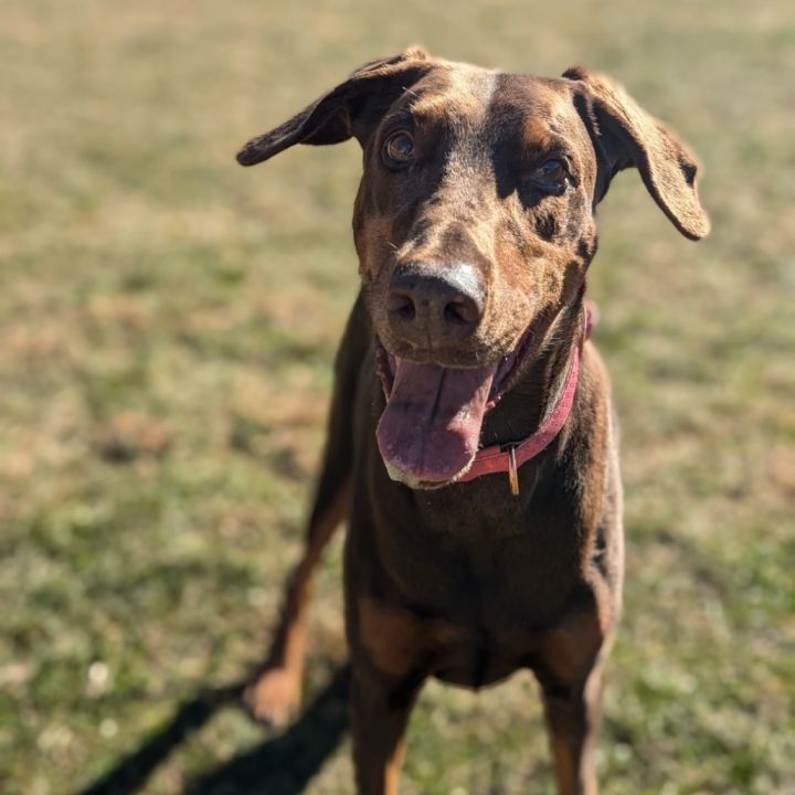 7801 Rosie - I'm a SSNAP Dog 4