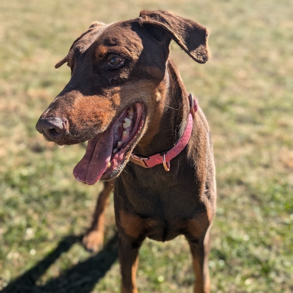 7801 Rosie - I'm a SSNAP Dog, an adoptable Doberman Pinscher in Sandown, NH, 03873 | Photo Image 5
