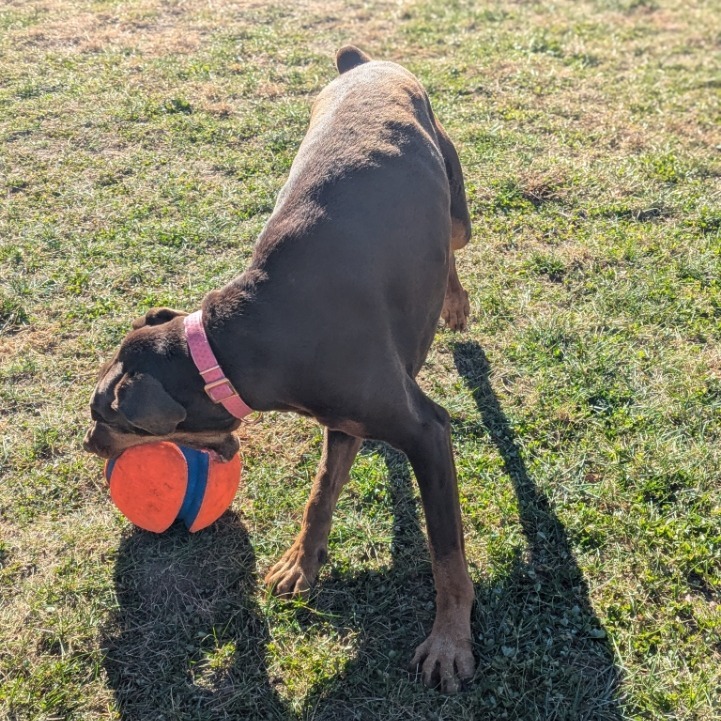 7801 Rosie - I'm a SSNAP Dog, an adoptable Doberman Pinscher in Sandown, NH, 03873 | Photo Image 6