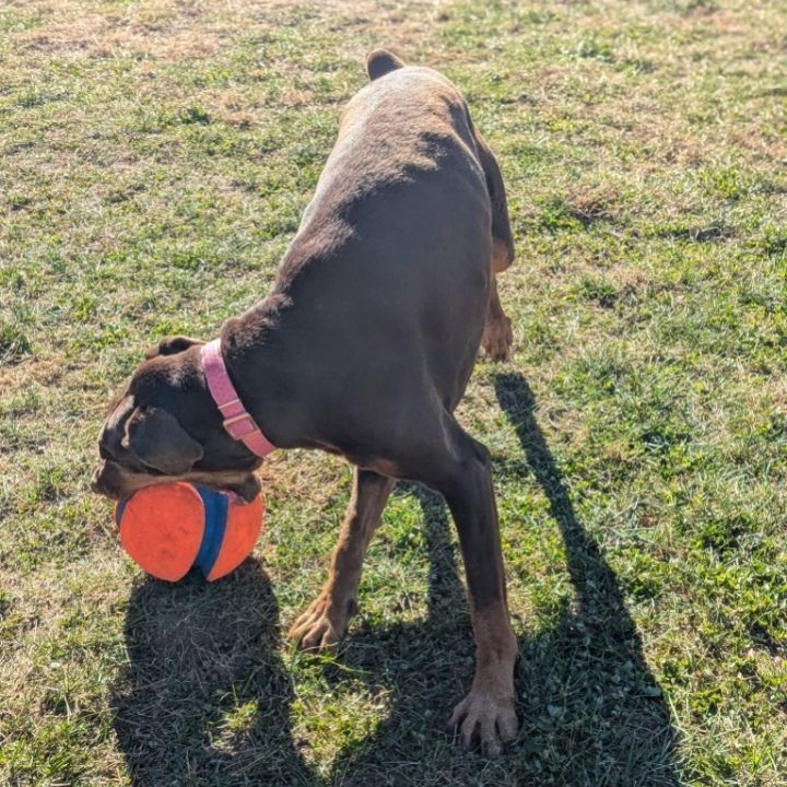 7801 Rosie - I'm a SSNAP Dog 6