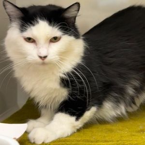Hi Im Clover Im a super sweet and absolutely gorgeous cat I like chin scratches and would love 