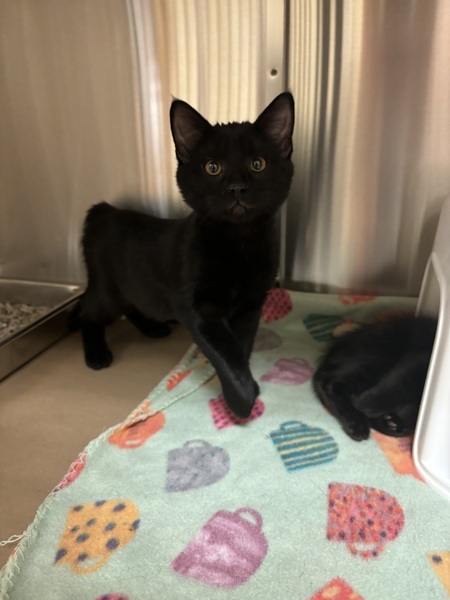 Slide, an adoptable Domestic Short Hair in Kennewick, WA, 99336 | Photo Image 1