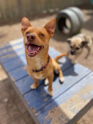 My name is Reddington I am 1 year old and weigh 10 lbs They call me a chiweeni