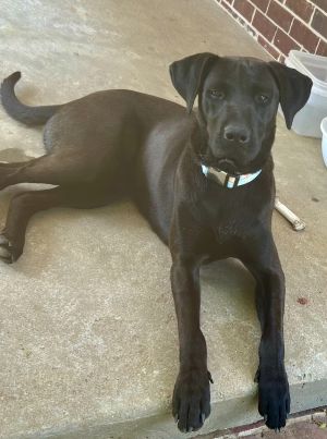 Demi (MS) Chocolate Labrador Retriever Dog