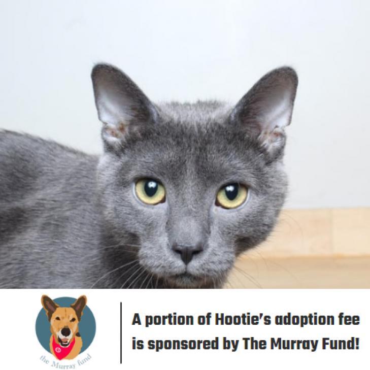 Hootie C12551 (Sponsored), an adoptable Domestic Short Hair in Minnetonka, MN, 55345 | Photo Image 1
