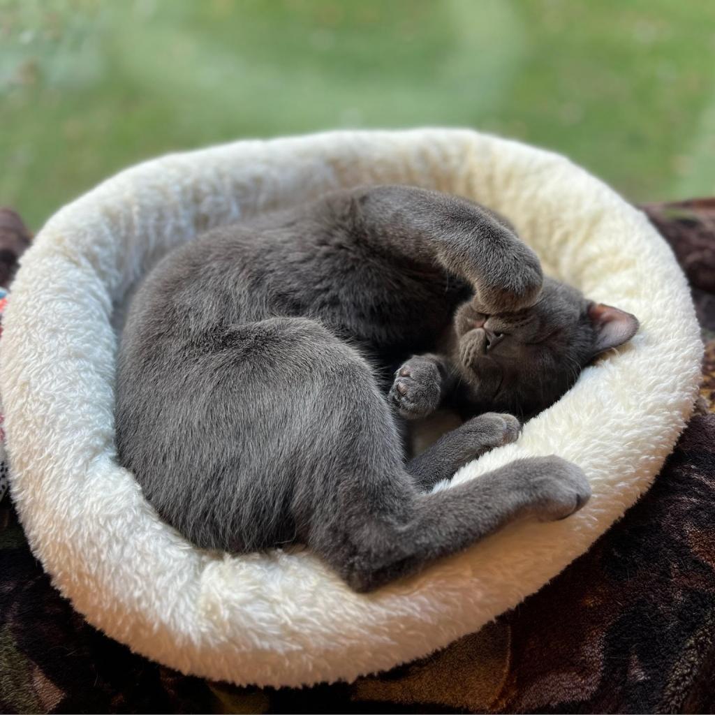 Hootie C12551 (Sponsored), an adoptable Domestic Short Hair in Minnetonka, MN, 55345 | Photo Image 2