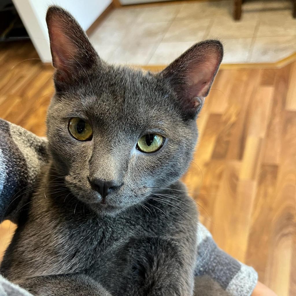Hootie C12551 (Sponsored), an adoptable Domestic Short Hair in Minnetonka, MN, 55345 | Photo Image 3