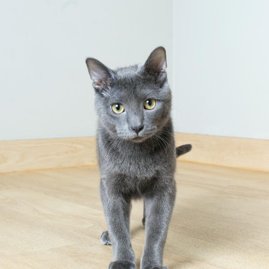 Hootie C12551 (Sponsored), an adoptable Domestic Short Hair in Minnetonka, MN, 55345 | Photo Image 4