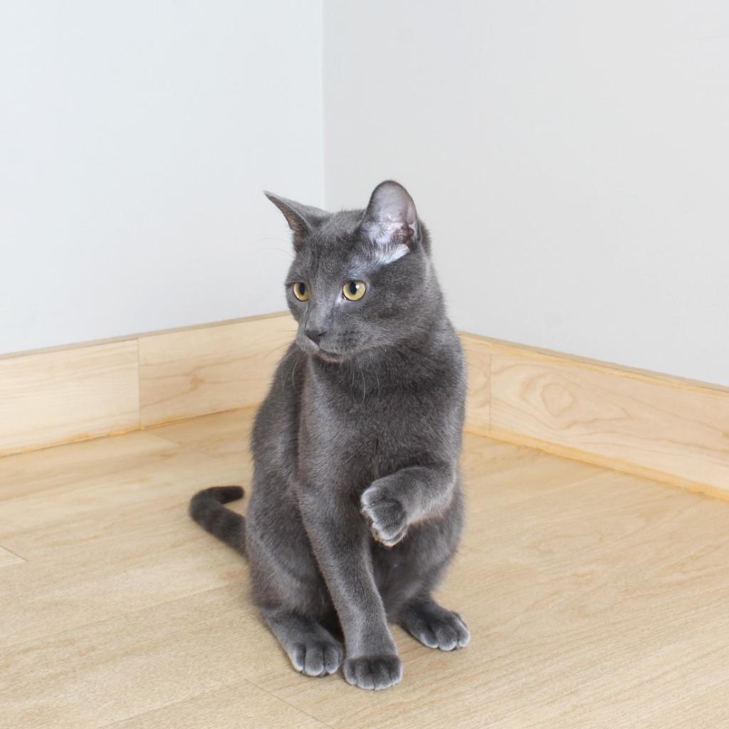 Hootie C12551 (Sponsored), an adoptable Domestic Short Hair in Minnetonka, MN, 55345 | Photo Image 5