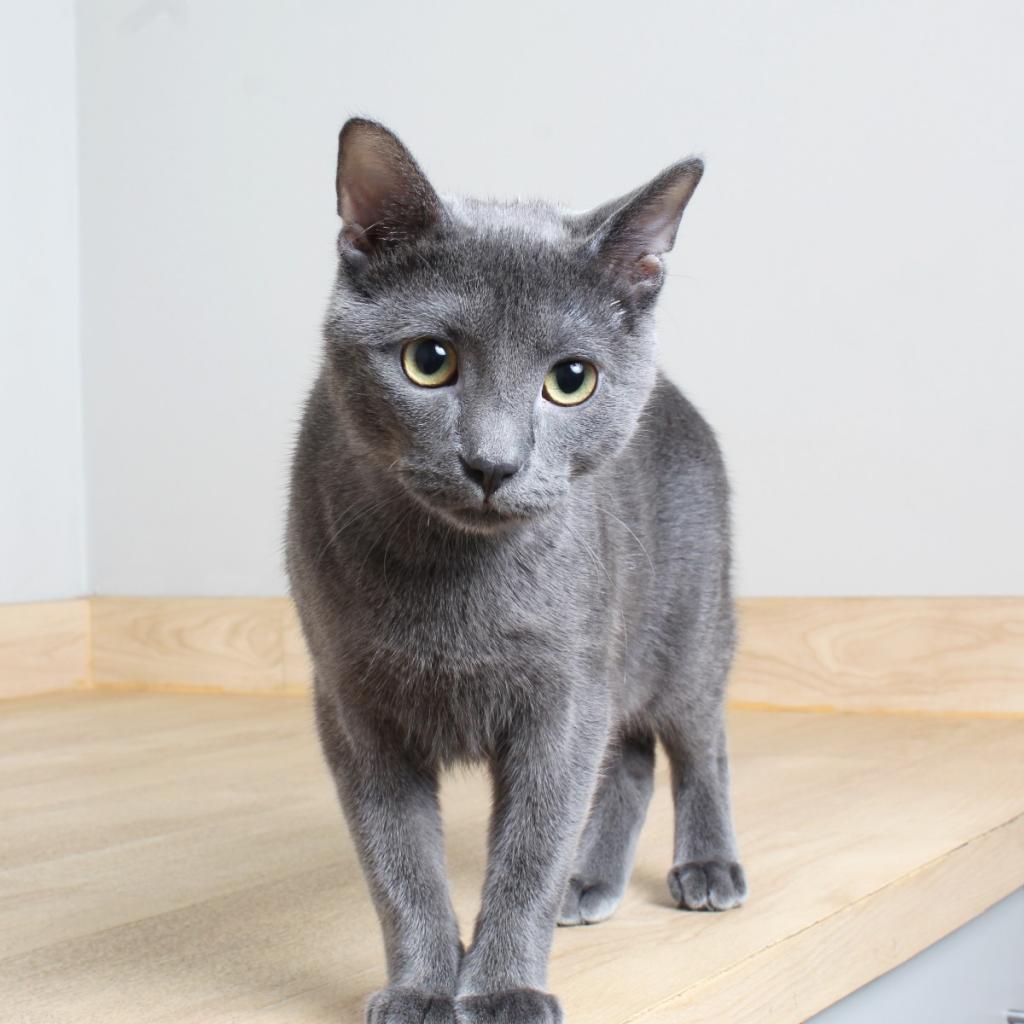 Hootie C12551 (Sponsored), an adoptable Domestic Short Hair in Minnetonka, MN, 55345 | Photo Image 6