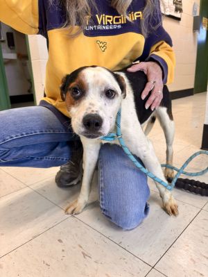 Dale, Adult Male Terrier