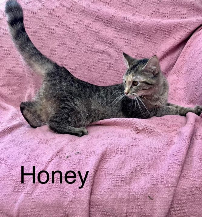 Honey