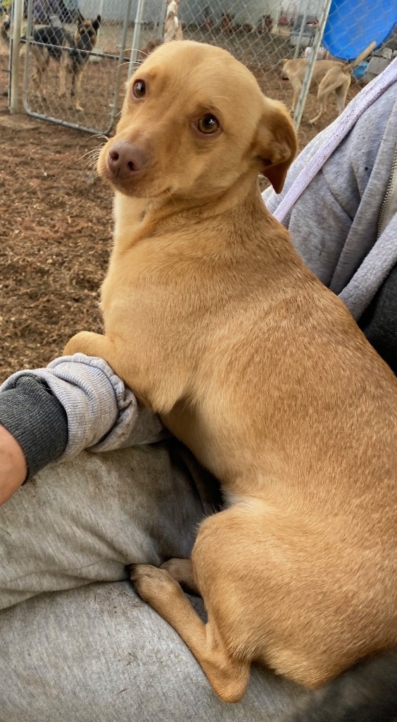 HOPPER, an adoptable Terrier, Chihuahua in Lemoore, CA, 93245 | Photo Image 1